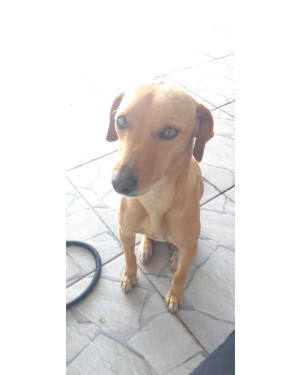 Zoe 2 anos porte médio