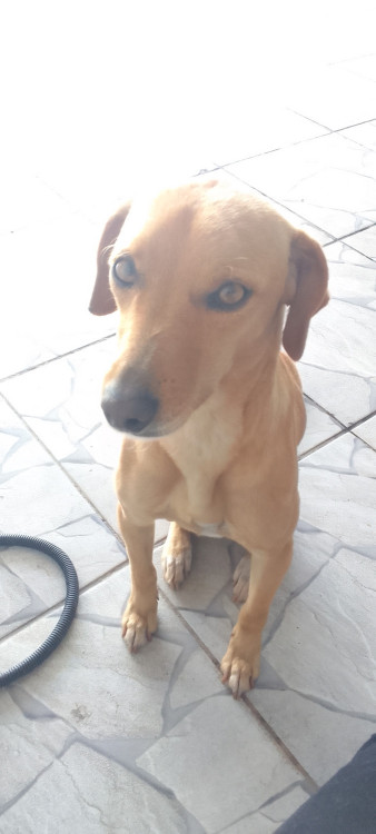 zoe-2-anos-porte-medio-adocao-doacao-cachorro-gato-0