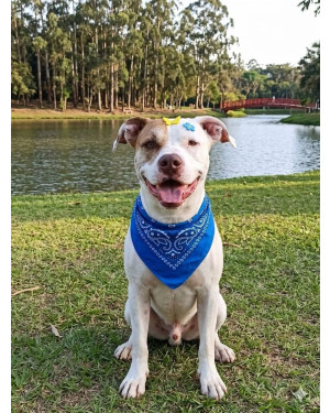 Thor lindo e feliz