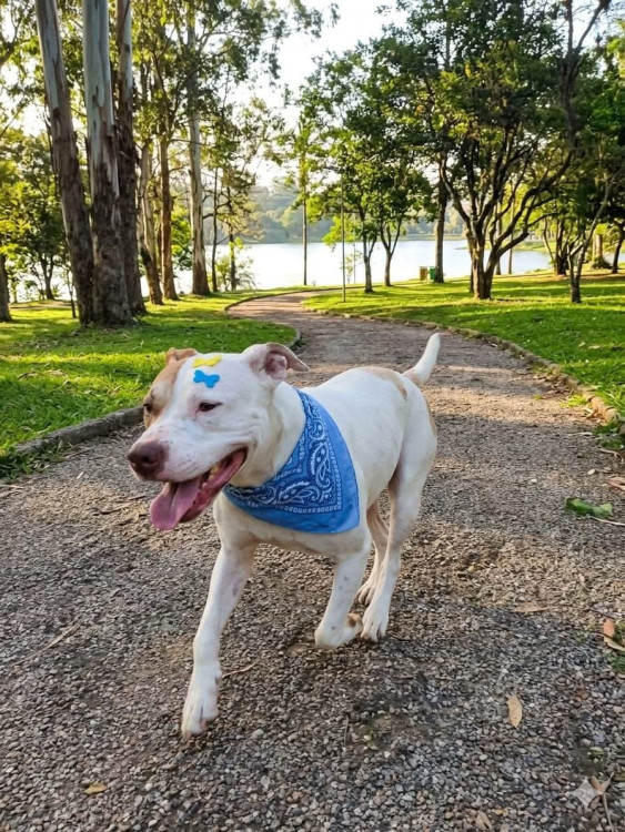 thor-lindo-e-feliz-adocao-doacao-cachorro-gato-1