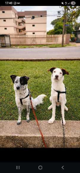 bartolomeu-adocao-doacao-cachorro-gato-1