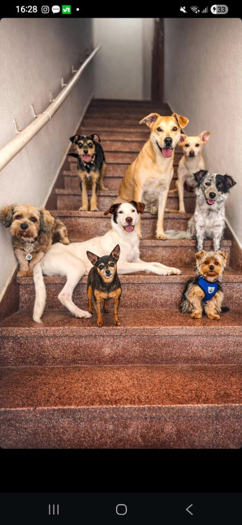 bartolomeu-adocao-doacao-cachorro-gato-2