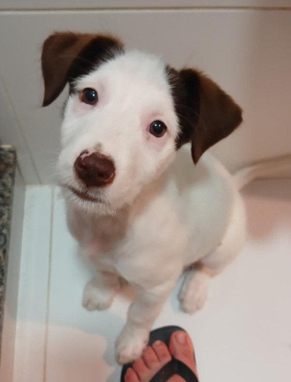 bartolomeu-adocao-doacao-cachorro-gato-0