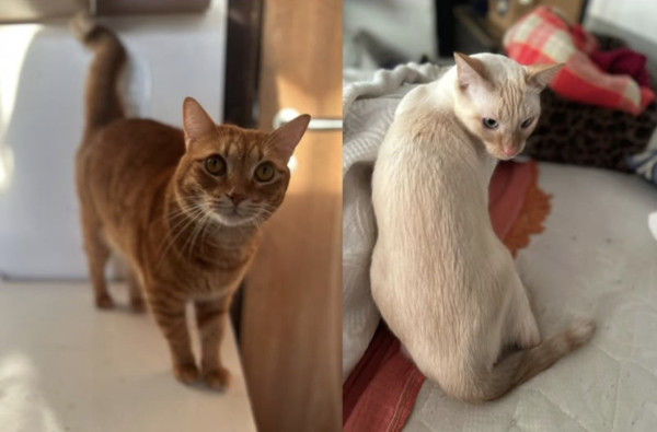 merlim-e-francis-a-procura-de-um-lar-adocao-doacao-cachorro-gato-2