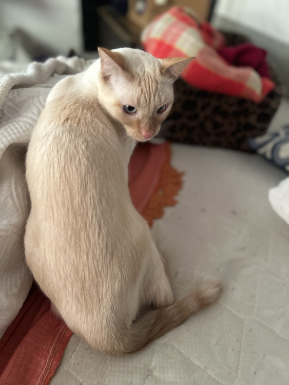 merlim-e-francis-a-procura-de-um-lar-adocao-doacao-cachorro-gato-0