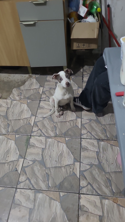 doa-se-adocao-doacao-cachorro-gato-0