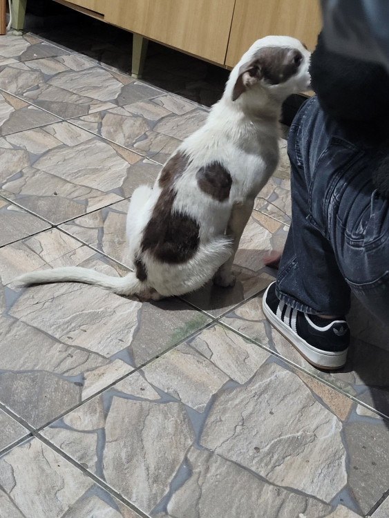 doa-se-adocao-doacao-cachorro-gato-1