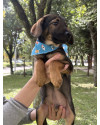 shakir-busca-uma-familia-cheia-de-amor-small-2