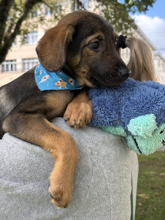 shakir-busca-uma-familia-cheia-de-amor-adocao-doacao-cachorro-gato-0