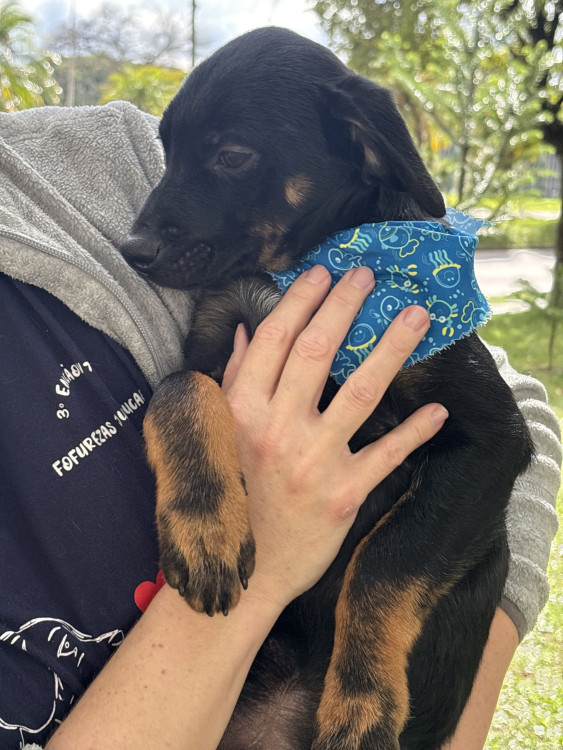 kongo-sonha-com-um-lar-para-chamar-de-seu-adocao-doacao-cachorro-gato-2