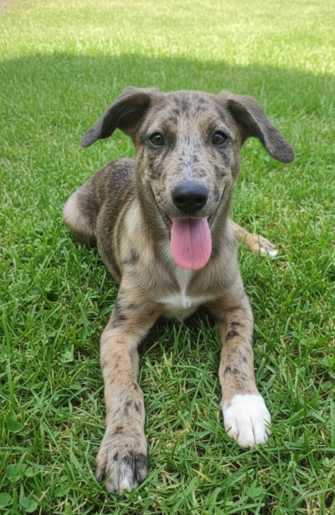 wolf-adocao-doacao-cachorro-gato-0