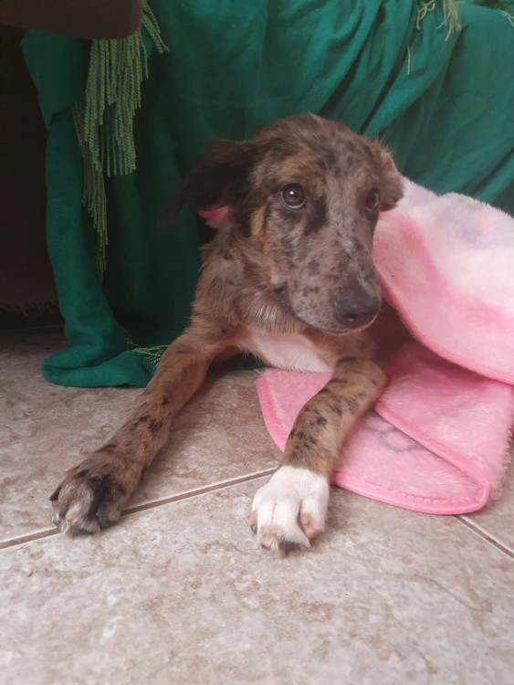 wolf-adocao-doacao-cachorro-gato-1