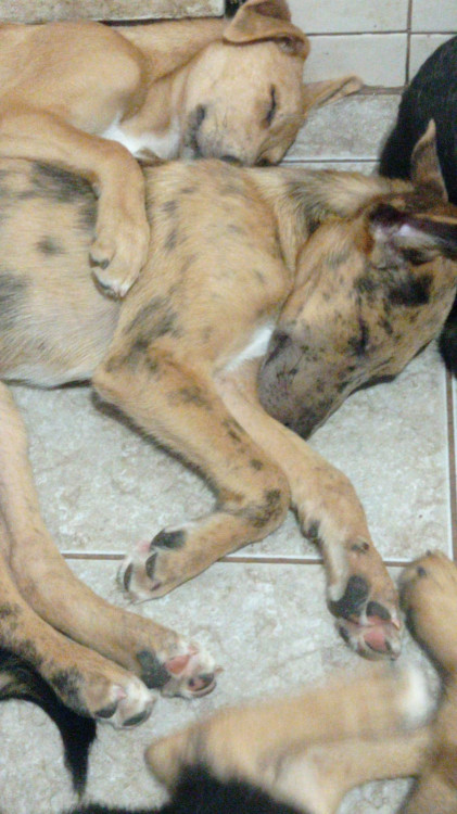 mahfuz-adocao-doacao-cachorro-gato-1