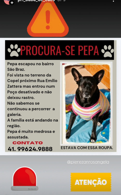procura-se-pepa-adocao-doacao-cachorro-gato-0