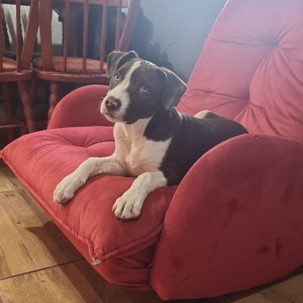 adote-o-thomas-adocao-doacao-cachorro-gato-3