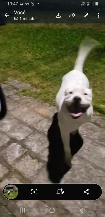 pit-perdida-no-barreirinhaboa-vista-adocao-doacao-cachorro-gato-0