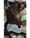 dede-gato-lindo-e-docil-procurando-um-novo-lar-small-2