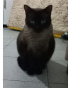 dede-gato-lindo-e-docil-procurando-um-novo-lar-small-0