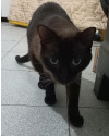 dede-gato-lindo-e-docil-procurando-um-novo-lar-small-1