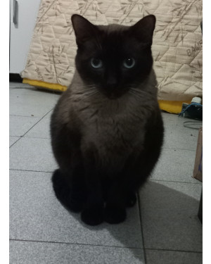 Dedé - Gato lindo e dócil procurando um novo lar