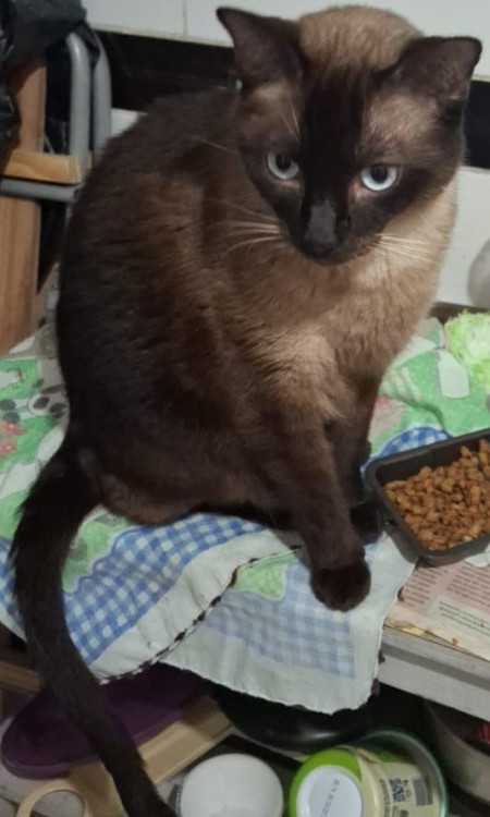 dede-gato-lindo-e-docil-procurando-um-novo-lar-adocao-doacao-cachorro-gato-2