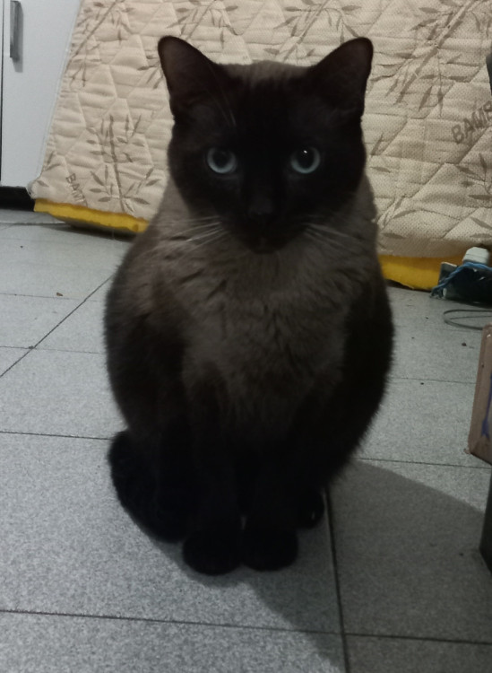 dede-gato-lindo-e-docil-procurando-um-novo-lar-adocao-doacao-cachorro-gato-0