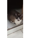 princesa-linda-gatinha-procurando-um-novo-lar-small-0