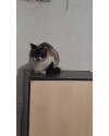 princesa-linda-gatinha-procurando-um-novo-lar-small-1