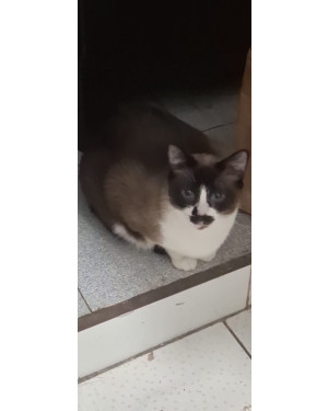 Princesa - linda gatinha procurando um novo lar
