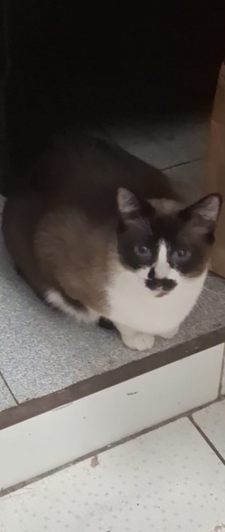 princesa-linda-gatinha-procurando-um-novo-lar-adocao-doacao-cachorro-gato-0