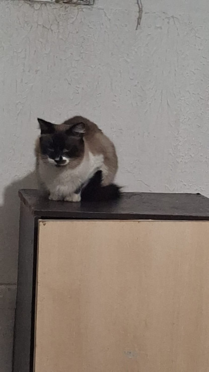 princesa-linda-gatinha-procurando-um-novo-lar-adocao-doacao-cachorro-gato-1