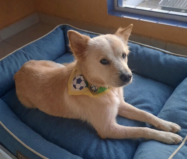 querido-toby-adocao-doacao-cachorro-gato-3