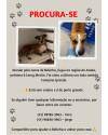 procura-se-belinha-small-0