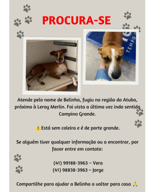 Procura-se Belinha