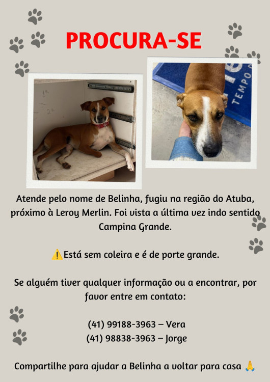procura-se-belinha-adocao-doacao-cachorro-gato-0