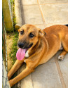 occy-a-companhia-perfeita-para-um-cao-amigo-small-3