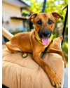 occy-a-companhia-perfeita-para-um-cao-amigo-small-0