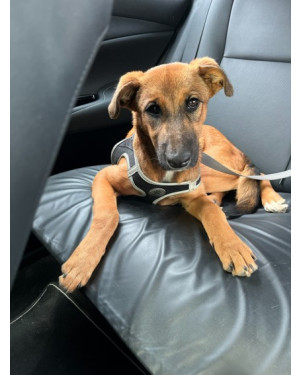 Occy, a companhia perfeita para um cão amigo