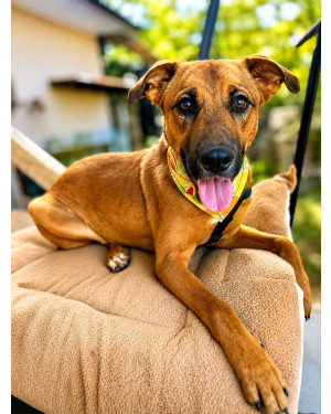 Occy, a companhia perfeita para um cão amigo