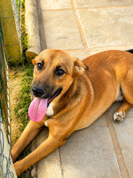 occy-a-companhia-perfeita-para-um-cao-amigo-adocao-doacao-cachorro-gato-3