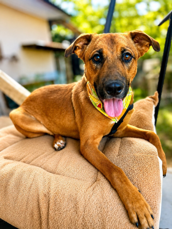 occy-a-companhia-perfeita-para-um-cao-amigo-adocao-doacao-cachorro-gato-0