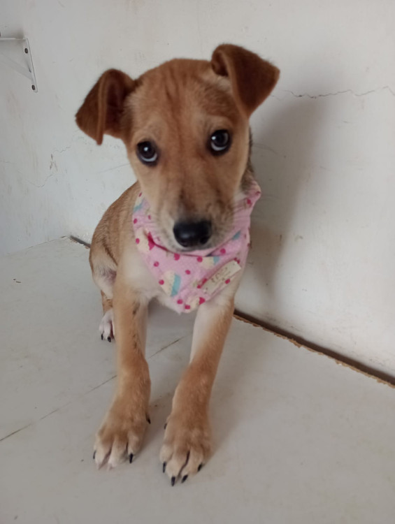 lara-filhote-adocao-doacao-cachorro-gato-0