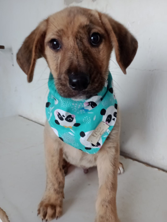 bebezao-filhote-adocao-doacao-cachorro-gato-0
