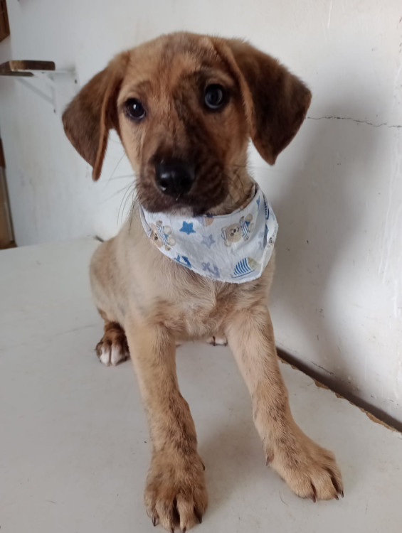 bebezao-filhote-adocao-doacao-cachorro-gato-1