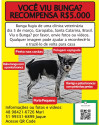 procura-se-bunga-small-1