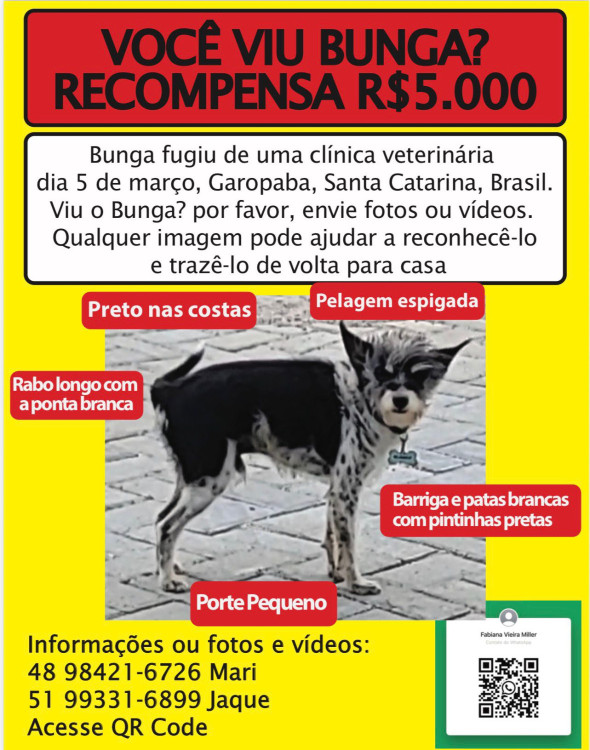 procura-se-bunga-adocao-doacao-cachorro-gato-1