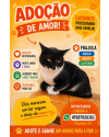 frajola-adulto-timido-small-0