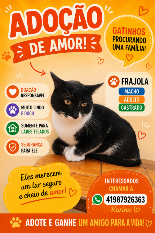 frajola-adulto-timido-adocao-doacao-cachorro-gato-0