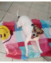 mel-para-adocao-small-1