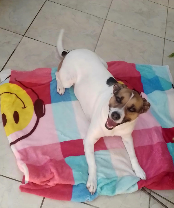 mel-para-adocao-adocao-doacao-cachorro-gato-1